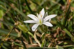 Ornithogalum baeticum
