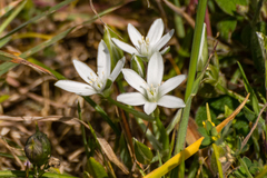 Ornithogalum baeticum