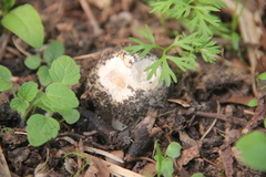 Volvopluteus gloiocephalus