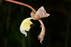 Gongora scaphephorus