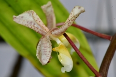 Gongora scaphephorus