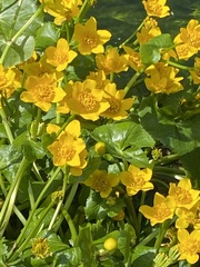 Caltha palustris
