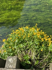 Caltha palustris