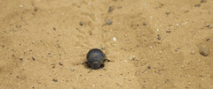 Erodius siculus siculus