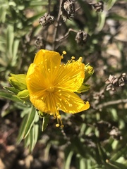 Hypericum concinnum