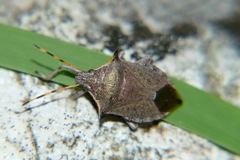 Picromerus nigridens