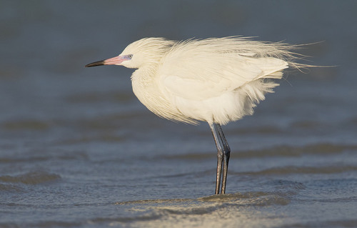 Reddish Egret, photo 9 of 9