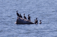 Phalacrocorax carbo lucidus
