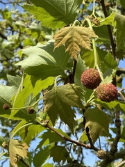 Platanus