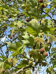 Platanus