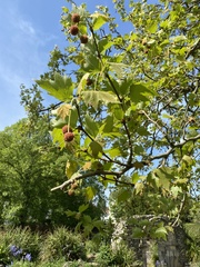 Platanus