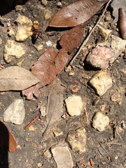 Dasymutilla snoworum