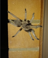 Selenocosmia crassipes