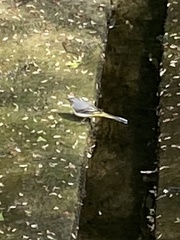 Motacilla cinerea