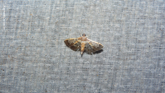 Salbia cassidalis