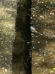 Motacilla cinerea
