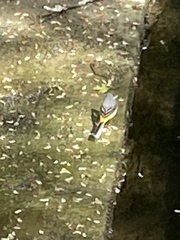 Motacilla cinerea