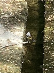 Motacilla cinerea