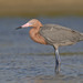 Egretta rufescens - Photo (c) Paul Cools,  זכויות יוצרים חלקיות (CC BY-NC), uploaded by Paul Cools