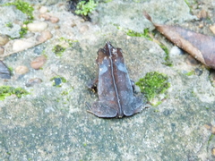 Rhinella proboscidea