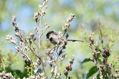 Aegithalos caudatus
