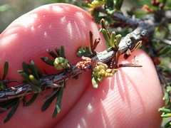 Eriophyes adenostomae