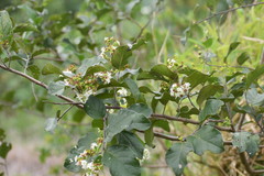 Ehretia anacua