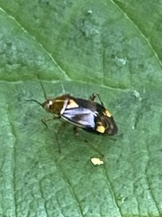 Liocoris tripustulatus