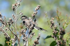 Aegithalos caudatus