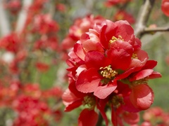 Chaenomeles
