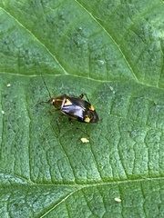 Liocoris tripustulatus