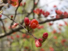 Chaenomeles