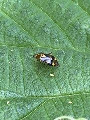 Liocoris tripustulatus