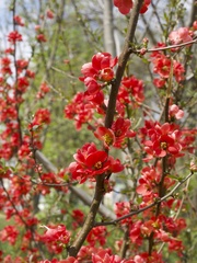 Chaenomeles