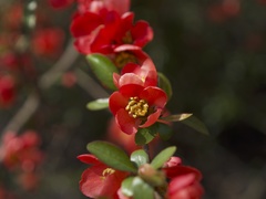 Chaenomeles
