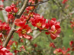 Chaenomeles
