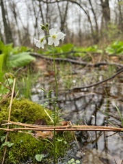 Cardamine dentata
