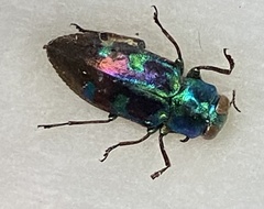 Chrysobothris chrysogaster