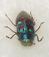 Chrysobothris chrysogaster