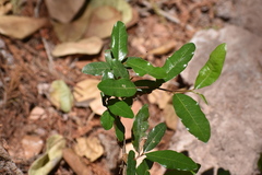 Sideroxylon persimile