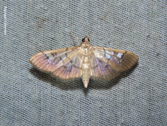 Microthyris anormalis