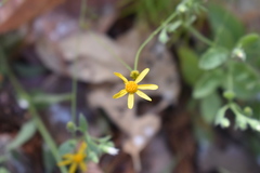 Adenophyllum anomalum