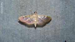 Microthyris anormalis
