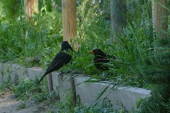 Turdus merula
