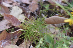 Adenophyllum anomalum