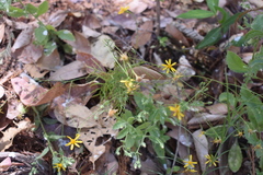 Adenophyllum anomalum