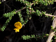 Aspalathus divaricata