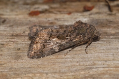 Aedia leucomelas