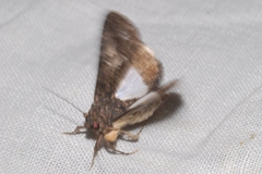 Aedia leucomelas