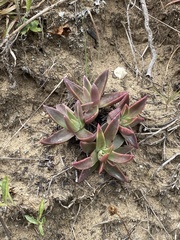 Dudleya caespitosa